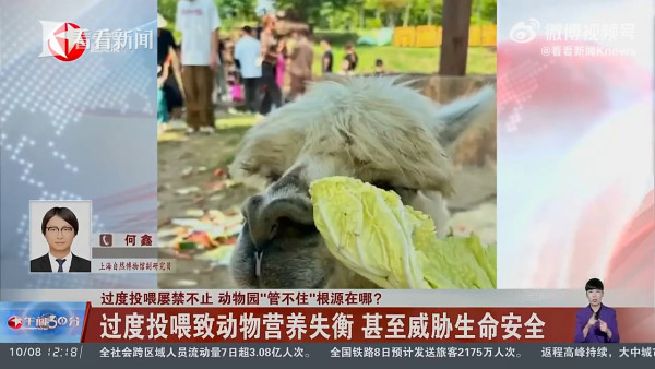 內地客遊動物園行為失控 草泥馬鼻孔被硬塞胡蘿蔔倒地翻白眼