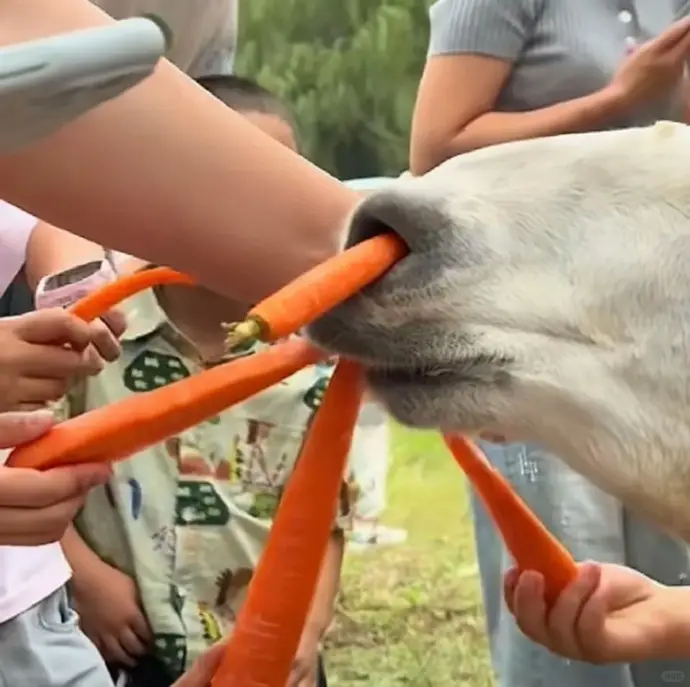內地客遊動物園行為失控 草泥馬鼻孔被硬塞胡蘿蔔倒地翻白眼