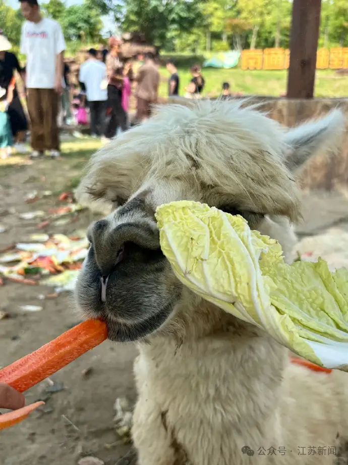 內地客遊動物園行為失控 草泥馬鼻孔被硬塞胡蘿蔔倒地翻白眼