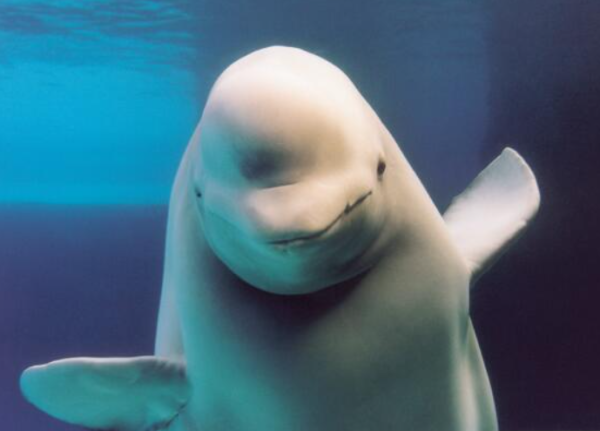 （圖片︰X@MarinelandCan）