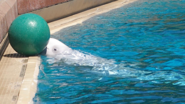 （圖片︰X@MarinelandCan）