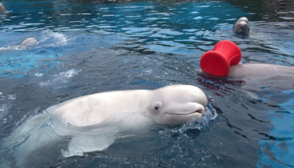 （圖片︰X@MarinelandCan）