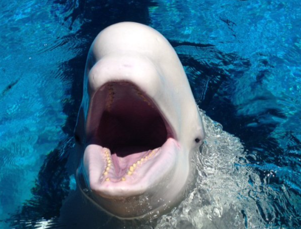 （圖片︰X@MarinelandCan）