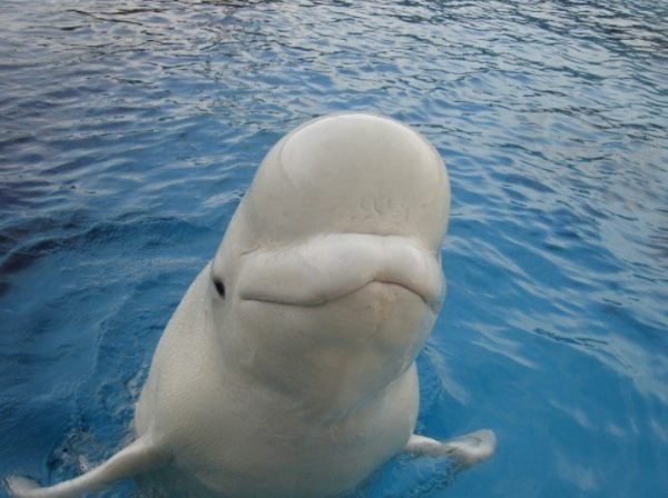 （圖片︰X@MarinelandCan）