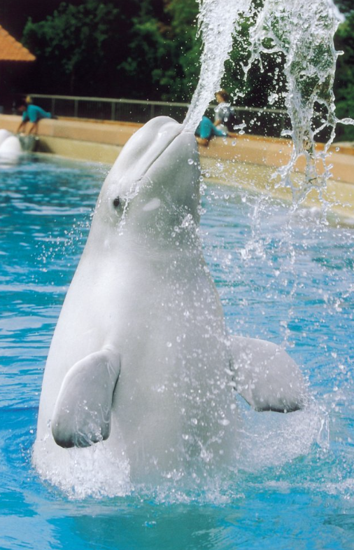 （圖片︰X@MarinelandCan）