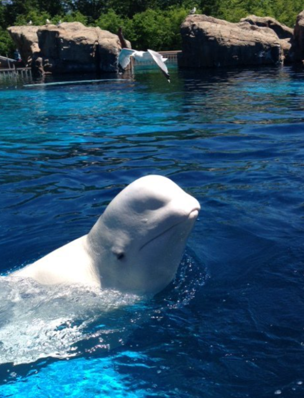 （圖片︰X@MarinelandCan）