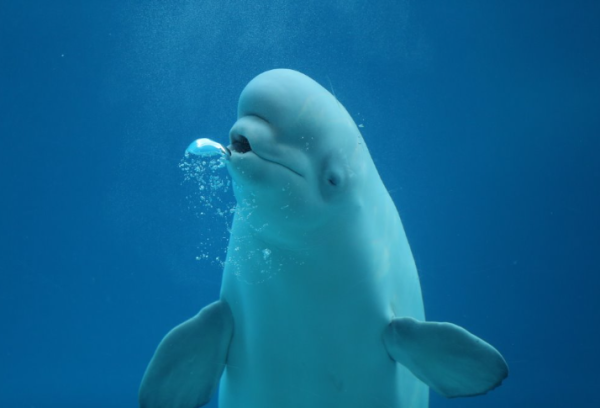 （圖片︰X@MarinelandCan）