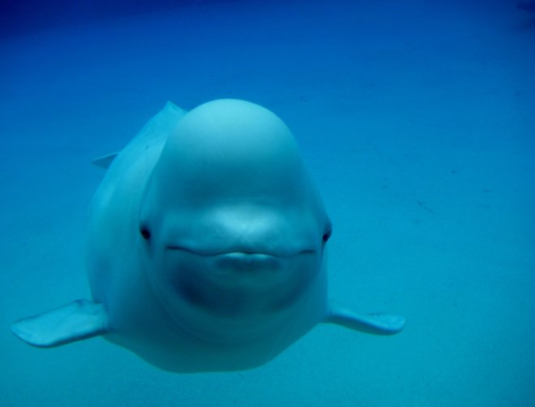 （圖片︰X@MarinelandCan）