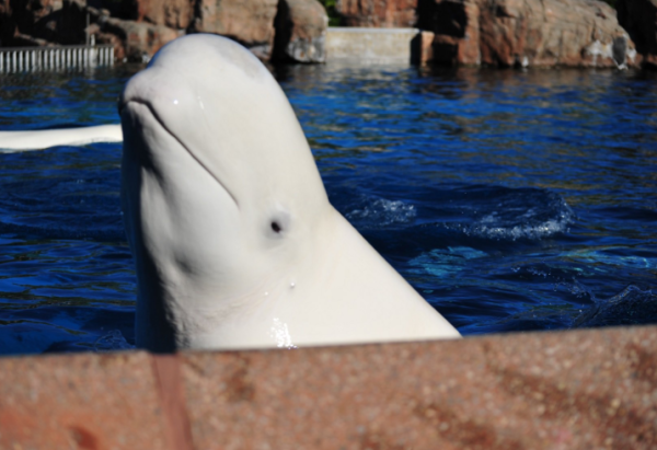 （圖片︰X@MarinelandCan）