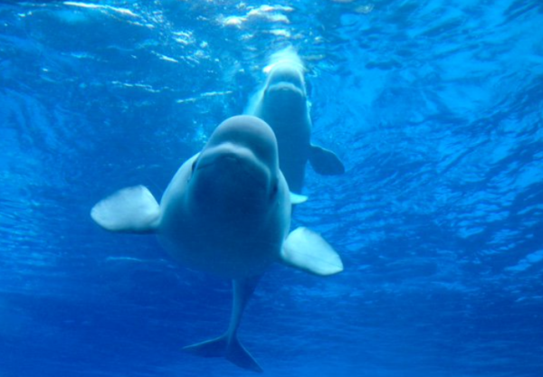 （圖片︰X@MarinelandCan）