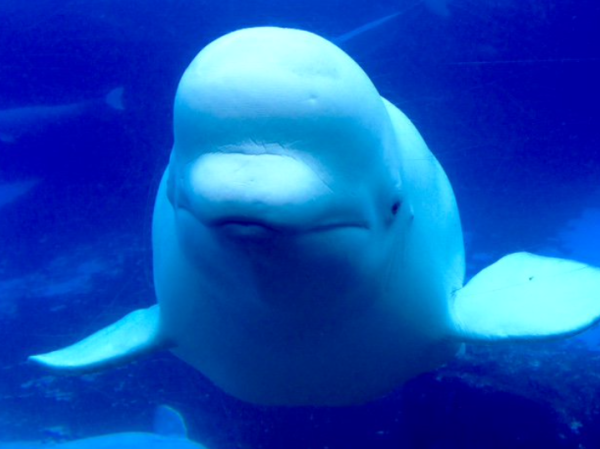 （圖片︰X@MarinelandCan）