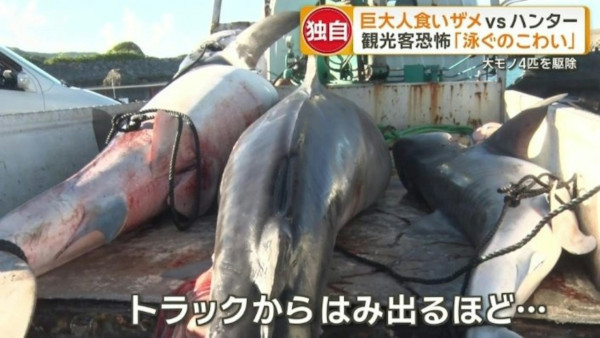 遊日注意!沖繩宮古島驚現5米鯊魚 肚藏數十幼鯊!旅客擔憂安全