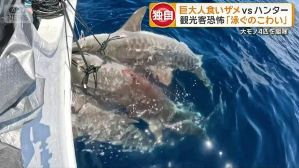 遊日注意!沖繩宮古島驚現5米鯊魚 肚藏數十幼鯊!旅客擔憂安全