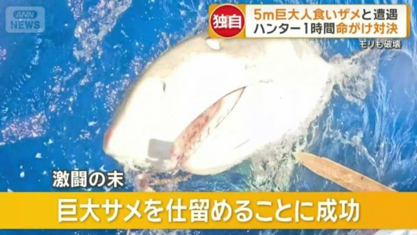 遊日注意!沖繩宮古島驚現5米鯊魚 肚藏數十幼鯊!旅客擔憂安全
