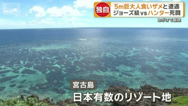 遊日注意!沖繩宮古島驚現5米鯊魚 肚藏數十幼鯊!旅客擔憂安全
