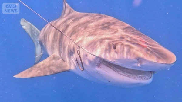 遊日注意!沖繩宮古島驚現5米鯊魚 肚藏數十幼鯊!旅客擔憂安全