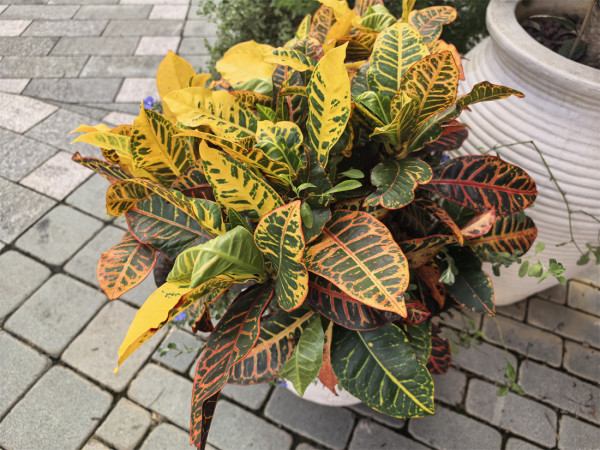 HUAWEI Pura 80 開箱實試 $5,000 防水耐用暢玩 XMAGE 影像系統