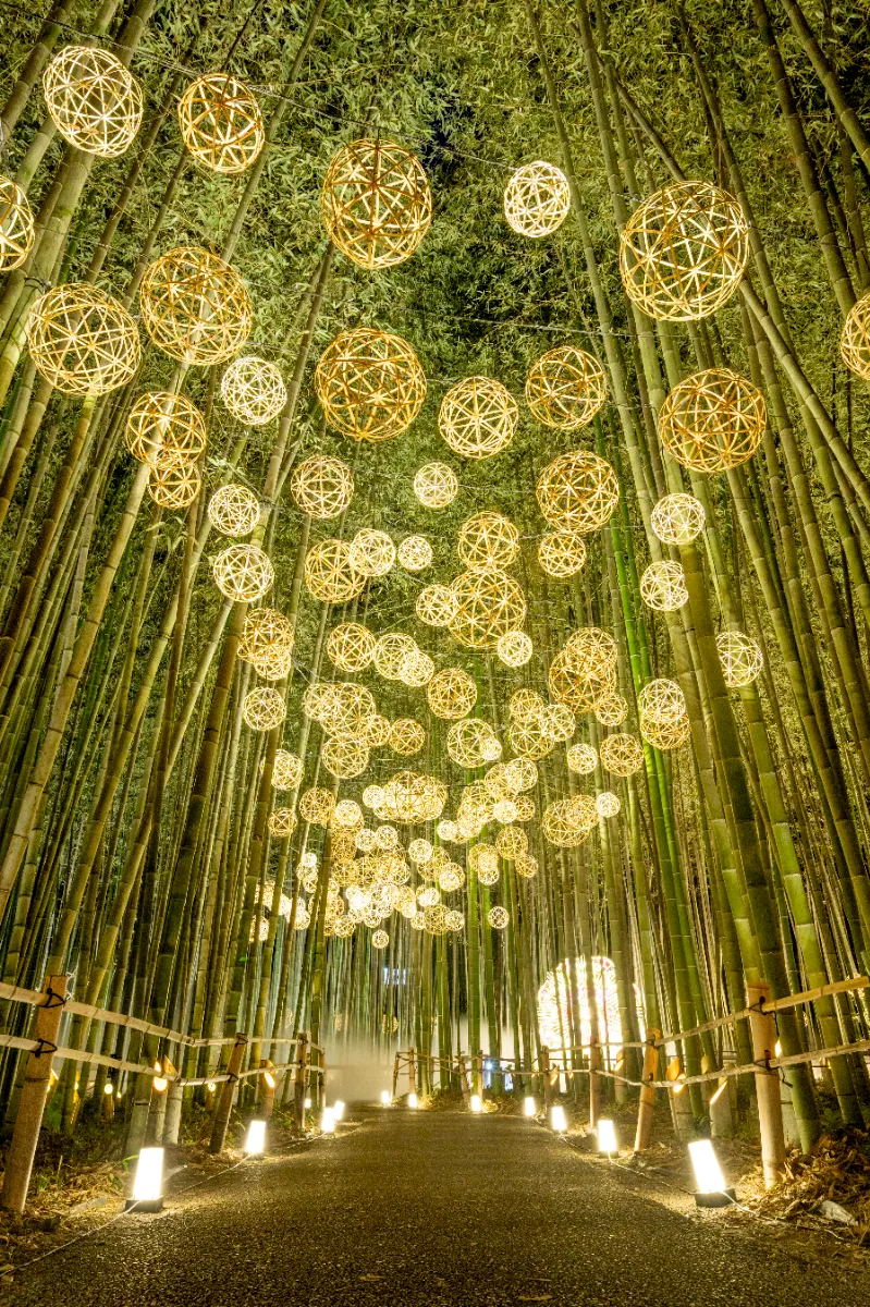 睽違四年！京都「嵐山月燈路」夢幻回歸10月限定 一公里浪漫竹林小徑 