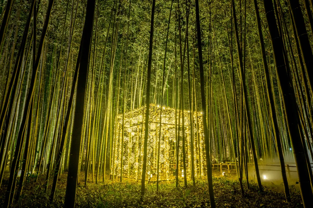 睽違四年！京都「嵐山月燈路」夢幻回歸10月限定 一公里浪漫竹林小徑 