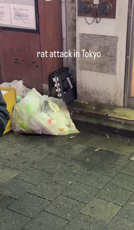 遊日注意!東京新宿街頭驚見老鼠橫行!遊客被老鼠咬傷腳流血足部發黑