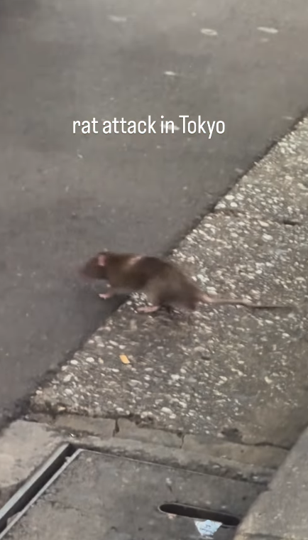 遊日注意!東京新宿街頭驚見老鼠橫行!遊客被老鼠咬傷腳流血足部發黑