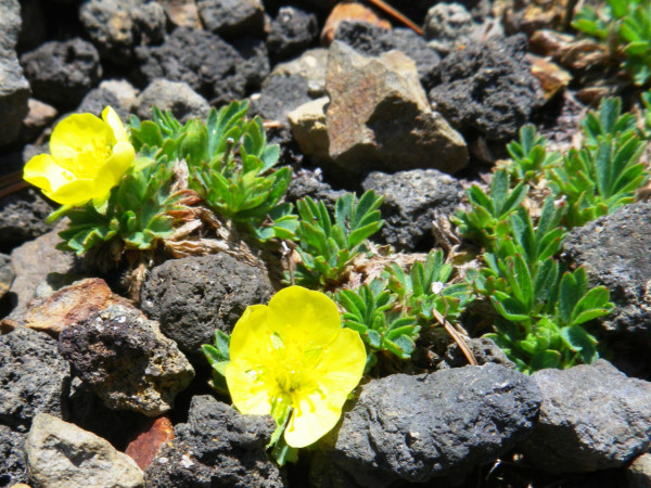 日本政府觀測111座活火山 列5座重點評估！九州新燃岳上榜 