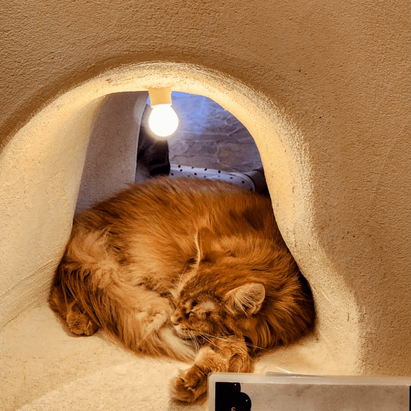 日本cafe 2025｜7間東京動物cafe推介 與超萌水獺/土撥鼠/薩摩耶互動 