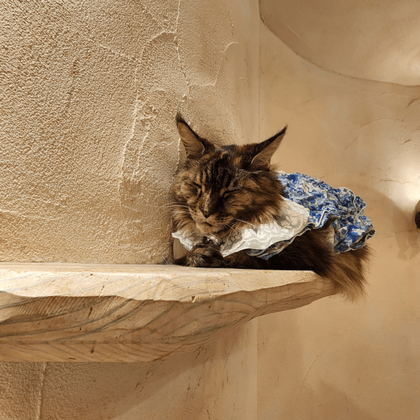 日本cafe 2025｜7間東京動物cafe推介 與超萌水獺/土撥鼠/薩摩耶互動 