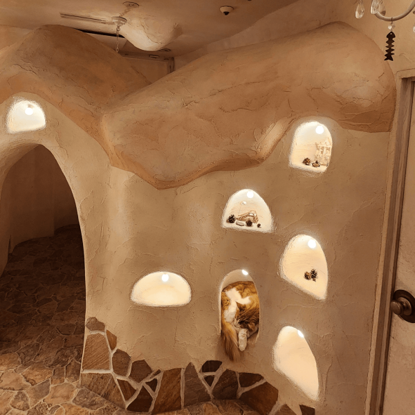 日本cafe 2025｜7間東京動物cafe推介 與超萌水獺/土撥鼠/薩摩耶互動 