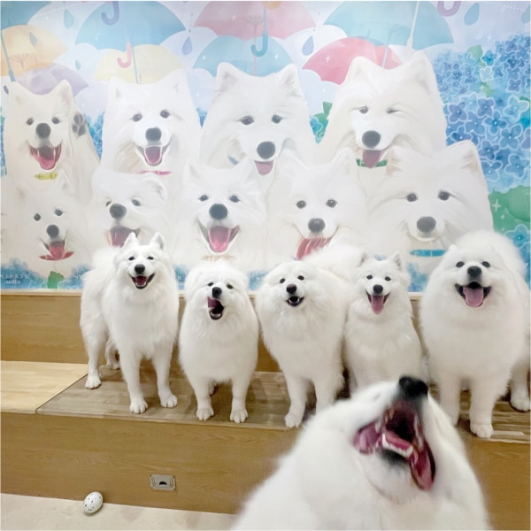 日本cafe 2025｜7間東京動物cafe推介 與超萌水獺/土撥鼠/薩摩耶互動 