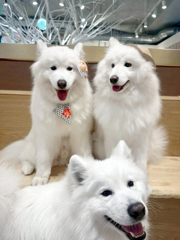 日本cafe 2025｜7間東京動物cafe推介 與超萌水獺/土撥鼠/薩摩耶互動 