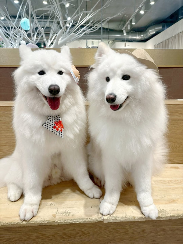 日本cafe 2025｜7間東京動物cafe推介 與超萌水獺/土撥鼠/薩摩耶互動 