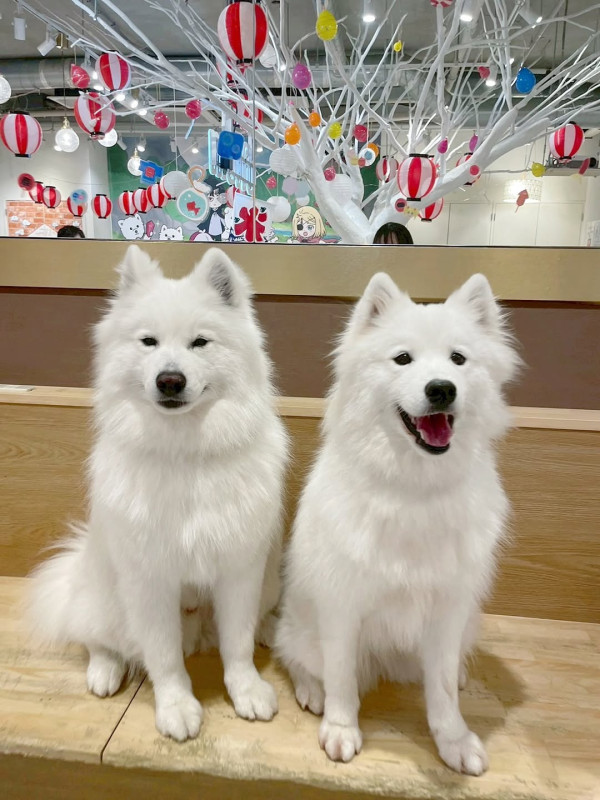 日本cafe 2025｜7間東京動物cafe推介 與超萌水獺/土撥鼠/薩摩耶互動 