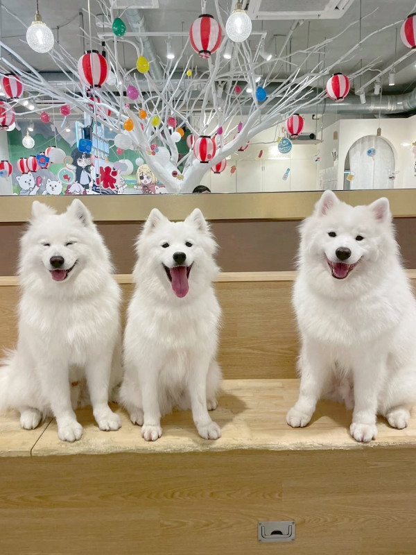 日本cafe 2025｜7間東京動物cafe推介 與超萌水獺/土撥鼠/薩摩耶互動 