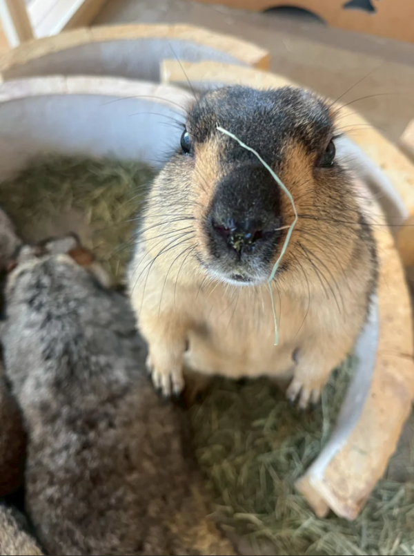 日本cafe 2025｜7間東京動物cafe推介 與超萌水獺/土撥鼠/薩摩耶互動 