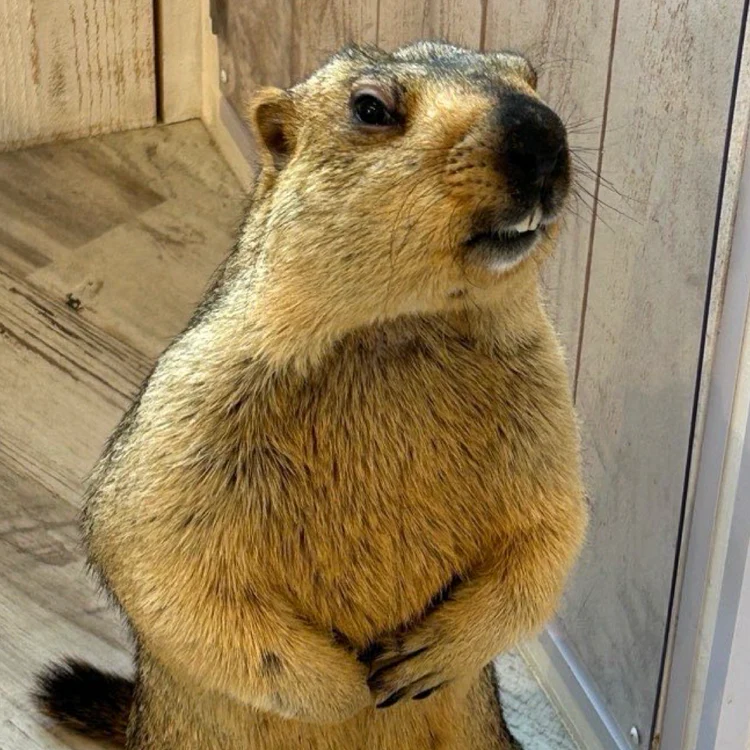 日本cafe 2025｜7間東京動物cafe推介 與超萌水獺/土撥鼠/薩摩耶互動 