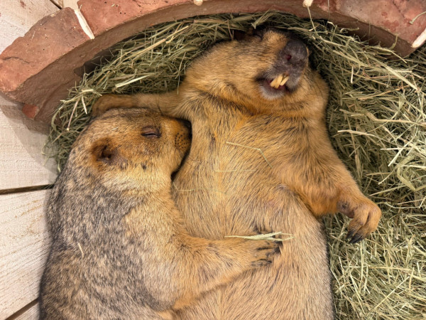 日本cafe 2025｜7間東京動物cafe推介 與超萌水獺/土撥鼠/薩摩耶互動 