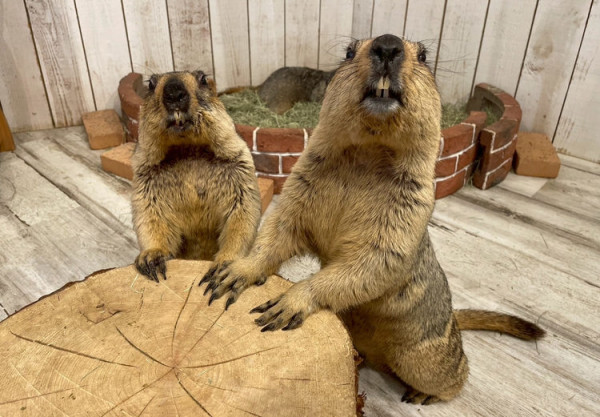 日本cafe 2025｜7間東京動物cafe推介 與超萌水獺/土撥鼠/薩摩耶互動 