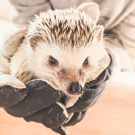 日本cafe 2025｜7間東京動物cafe推介 與超萌水獺/土撥鼠/薩摩耶互動 