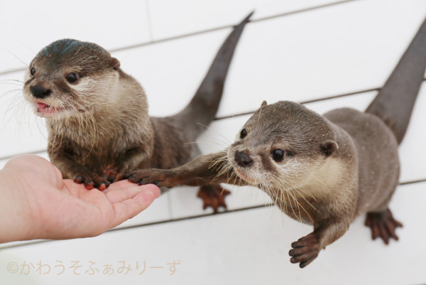 日本cafe 2025｜7間東京動物cafe推介 與超萌水獺/土撥鼠/薩摩耶互動 