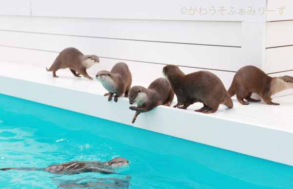 日本cafe 2025｜7間東京動物cafe推介 與超萌水獺/土撥鼠/薩摩耶互動 