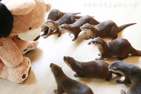 日本cafe 2025｜7間東京動物cafe推介 與超萌水獺/土撥鼠/薩摩耶互動 