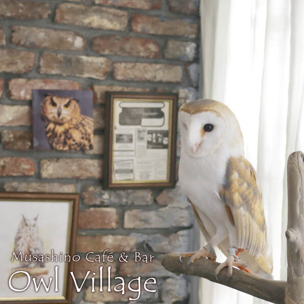 日本cafe 2025｜7間東京動物cafe推介 與超萌水獺/土撥鼠/薩摩耶互動 