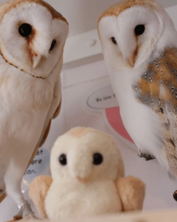 日本cafe 2025｜7間東京動物cafe推介 與超萌水獺/土撥鼠/薩摩耶互動 