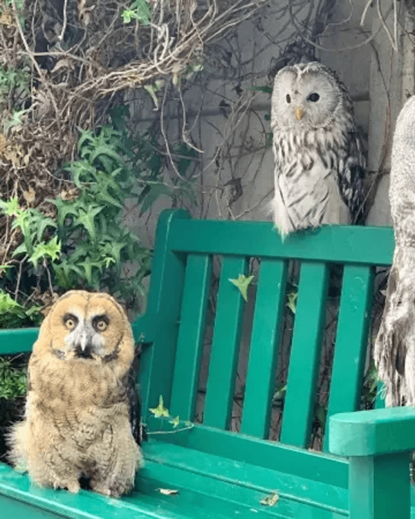 日本cafe 2025｜7間東京動物cafe推介 與超萌水獺/土撥鼠/薩摩耶互動 