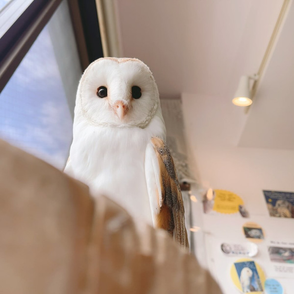 日本cafe 2025｜7間東京動物cafe推介 與超萌水獺/土撥鼠/薩摩耶互動 