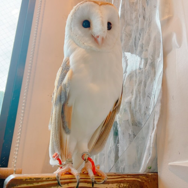 日本cafe 2025｜7間東京動物cafe推介 與超萌水獺/土撥鼠/薩摩耶互動 