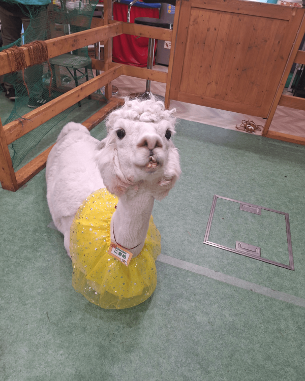 日本cafe 2025｜7間東京動物cafe推介 與超萌水獺/土撥鼠/薩摩耶互動 