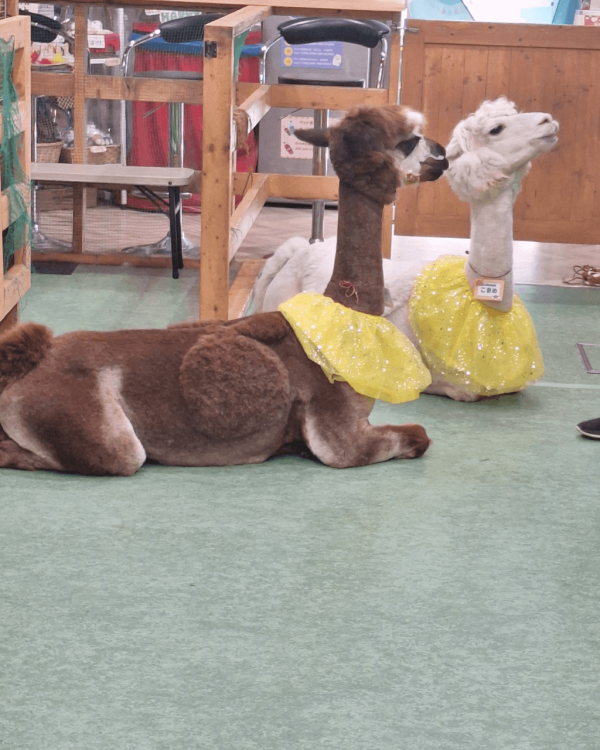 日本cafe 2025｜7間東京動物cafe推介 與超萌水獺/土撥鼠/薩摩耶互動 