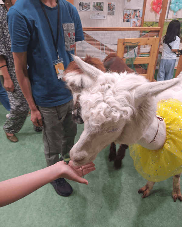 日本cafe 2025｜7間東京動物cafe推介 與超萌水獺/土撥鼠/薩摩耶互動 